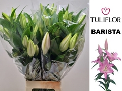 Lily Oriental Barista 80cm 3+