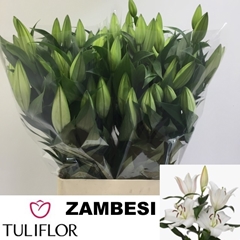 Lily Oriental Zambesi 100cm 4+