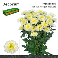 Chrysanth Spray Ltaj Cream 70cm 95gr.