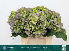 Hydrangea Verena Blue Classic 40cm 14-16cm Hd