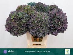 Hydrangea Pimpernel Classic 65cm 19-21cm Hd