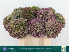Hydrangea Glowing Alps Purple Classic 40cm 14-16cm Hd
