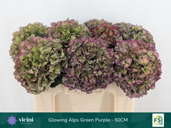 Hydrangea Glowing Alps Purple Classic 50cm 16-18cm Hd