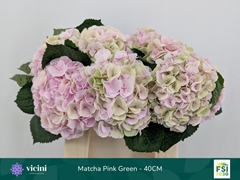Hydrangea My Beautiful Matcha Classic 40cm 13-15cm Hd