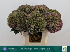 Hydrangea Glowing Alps Purple Classic 80cm 20-22cm Hd