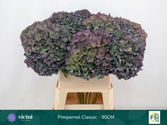 Hydrangea Pimpernel Classic 90cm 22-24cm Hd