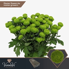 Chrysanth Spray Deligreen 70cm 80gr.