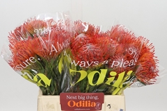 Leucospermum Tango 40cm