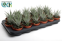 Haworthia Big Band 8Ø 10cm