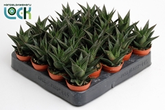 Haworthia Limifolia 5Ø 10cm