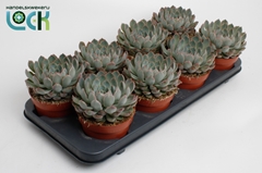 Echeveria 12Ø 15cm