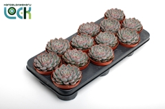 Echeveria 10Ø 14cm