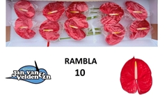 Anthurium Rambla 15cm Hd