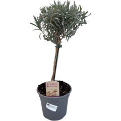 Lavandula Angustifolia 14Ø 45cm
