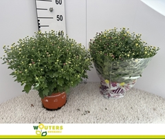 Chrysanthemum Jasoda Mix In Pot 19Ø 45cm