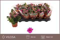 Kalanchoe Double Rosalina Geraldo Purple 10Ø 23cm