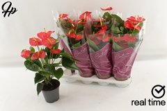 Anthurium Esudo 14Ø 50cm