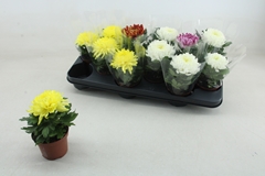 Chrysanth Cosmo Mix 9Ø 18cm