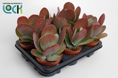 Kalanchoe Thyrsiflora 12Ø 20cm