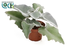 Kalanchoe Beharensis 14Ø 35cm