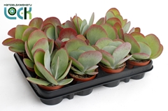 Kalanchoe Thyrsiflora 8Ø 15cm