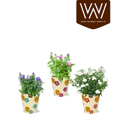 Houseplants Flowering Mix 12Ø 25cm