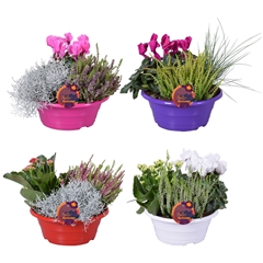Bedding Plants Mix 23Ø 30cm