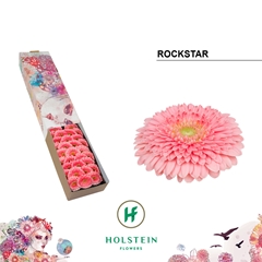 Gerbera Mini Sphere Rockstar 45cm 7cm Hd