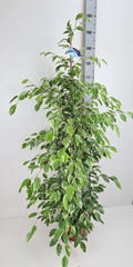 Ficus Benjamina Golden King 27Ø 150cm