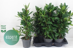 Ficus Cyathistipula Compacta 17Ø 68cm
