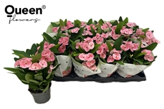 Euphorbia Charlotte 10Ø 26cm