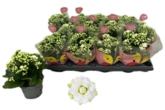 Kalanchoe Double Rose Flowers Greta 10Ø 20cm