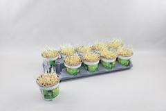 Hordeum Kitty Grass 12Ø 10cm