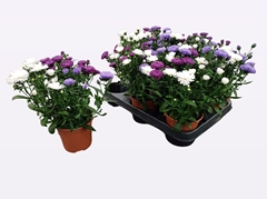 Aster Victoria Mix 11Ø 25cm