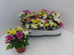 Chrysanth Mix 12Ø 25cm