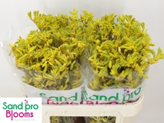 Anigozanthos Yellow Gem 70cm