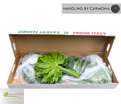 Fatsia Japonica Leave 50cm