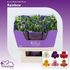 Alstroemeria Rainbow Mix 75cm 70gr.