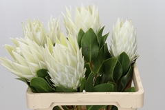 Protea Cynaroides Ayoba Arctic Ice 60cm