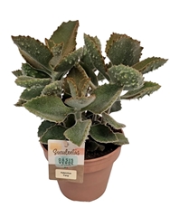 Kalanchoe Beharensis 14Ø 30cm