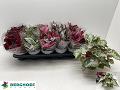 Begonia Leaf Beleaf Mix 12Ø 22cm