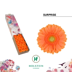 Gerbera Mini Surprise 45cm 7cm Hd