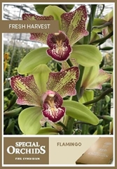 Cymbidium Flamingo 80cm