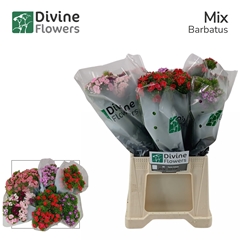 Dianthus Barb Mix 45cm