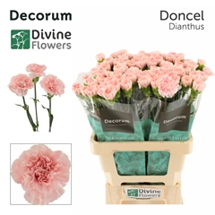 Dianthus Single Doncel 60cm