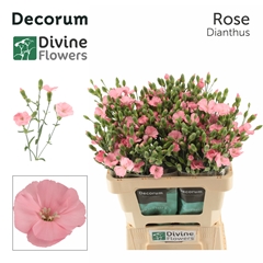 Dianthus Spray Single Solomio Rose 60cm