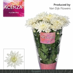 Chrysanth Spray Baltica 70cm 65gr.