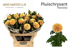 Chrysanth Single Marielle 80cm 125gr.