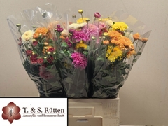 Chrysanth Spray Mix 65cm 80gr.