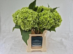 Hydrangea Blizzard Classic 60cm 18-20cm Hd